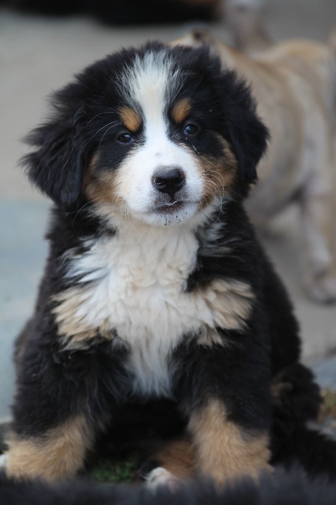 De La Ferme Du Buisson - Chiots disponibles - Bouvier Bernois