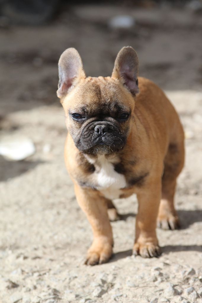 De La Ferme Du Buisson - Chiots disponibles - Bouledogue français