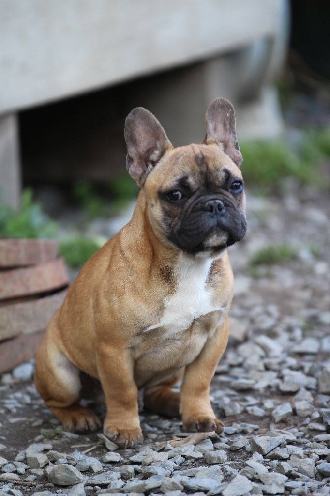 De La Ferme Du Buisson - Chiots disponibles - Bouledogue français